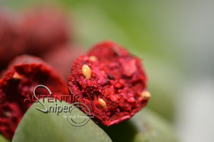 Boilie v dipu Španělský pepř- Haits Chilli 20mm,